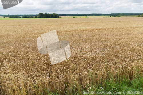 Image of field of ripening wheat ears or rye spikes