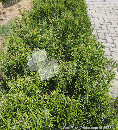 Image of Rosemary plant