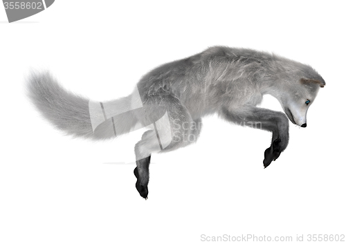 Image of Arctic Fox