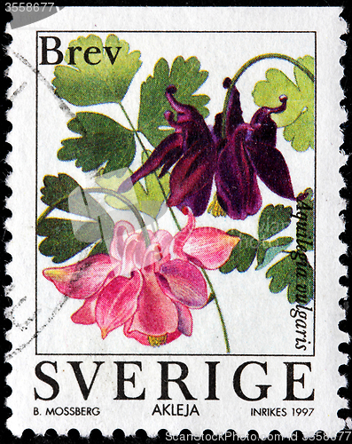 Image of European Columbine