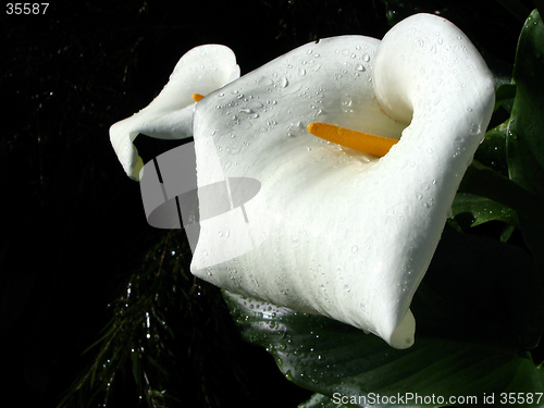 Image of calla lily