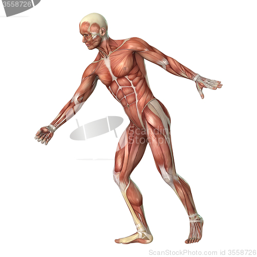 Image of Muscles Map