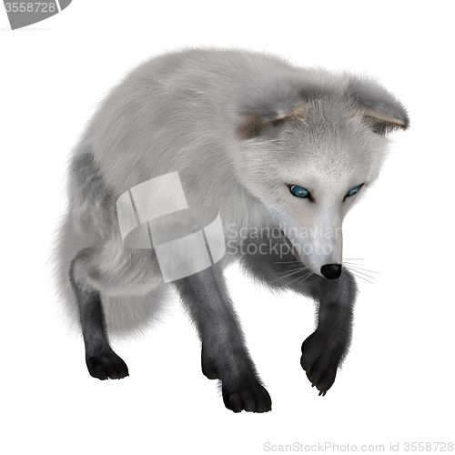 Image of Arctic Fox