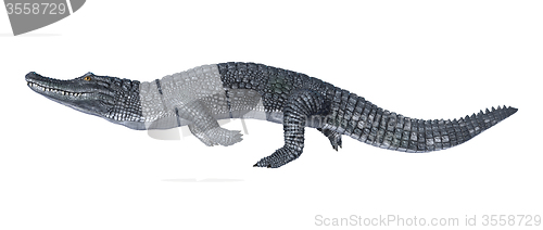 Image of Caiman