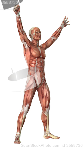 Image of Muscles Map