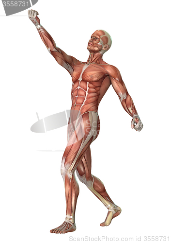 Image of Muscles Map