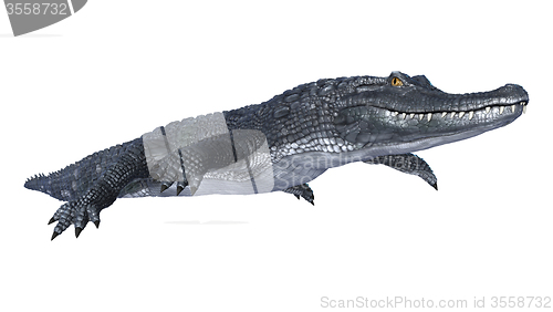Image of Caiman