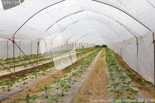 Image of  Bio tomatoes growing in the greenhouse.