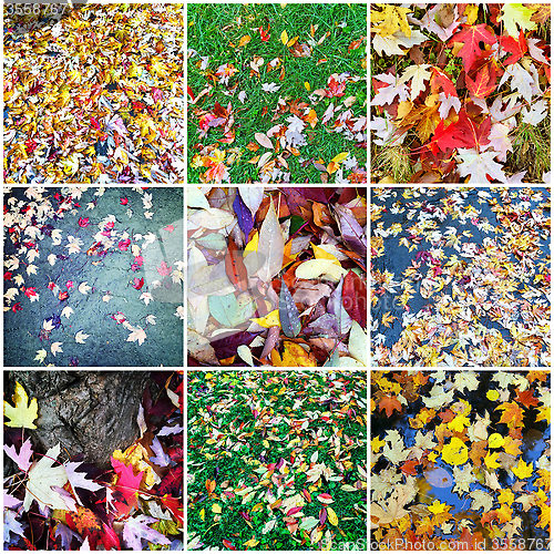 Image of Autumn leaves collage