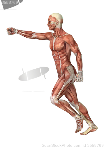 Image of Muscles Map