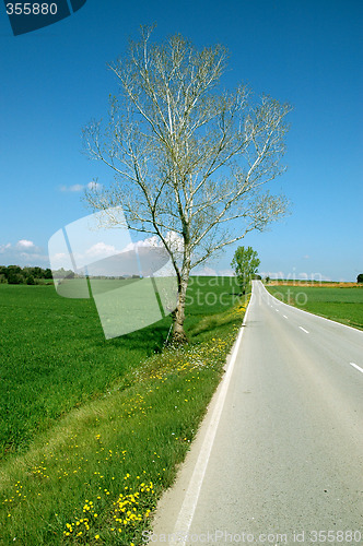 Image of GREEN GRASS AND BLUE SKY BACKGROUND