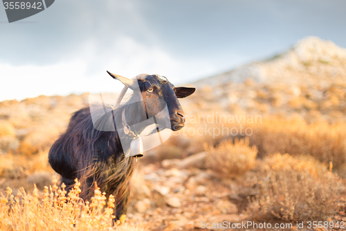 Image of Domestic goat in mountains.