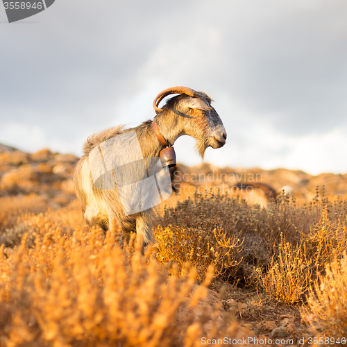 Image of Domestic goat in mountains.