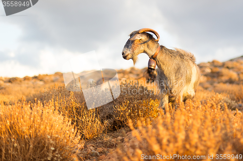 Image of Domestic goat in mountains.