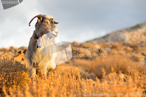 Image of Domestic goat in mountains.