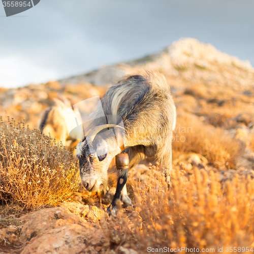 Image of Domestic goat in mountains.