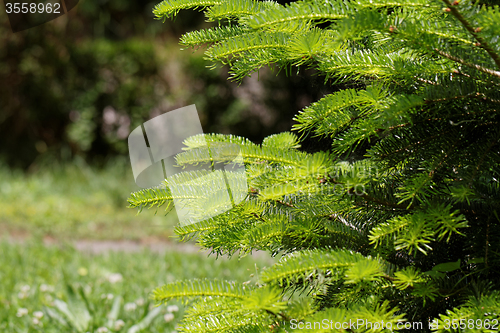 Image of Fir tree