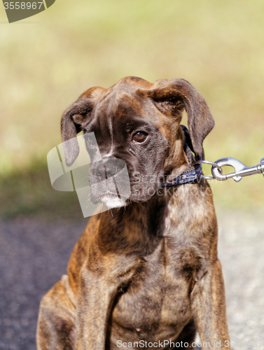 Image of Boxer dog