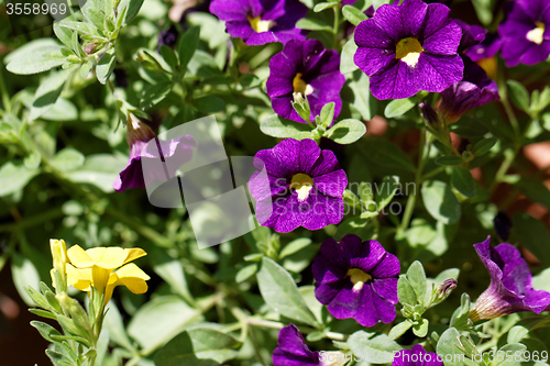 Image of Purple petunia