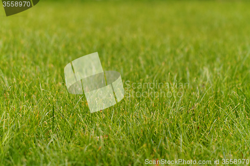 Image of Green grass