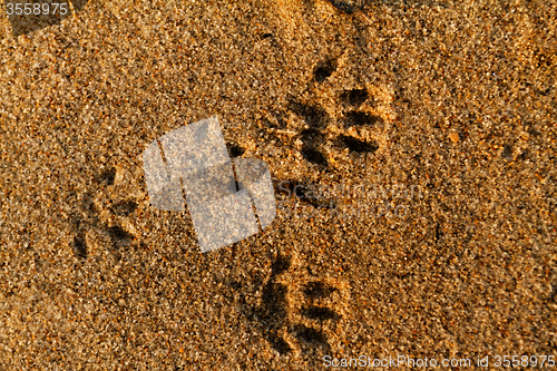 Image of Animal foot print