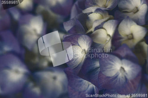 Image of Hydrangea