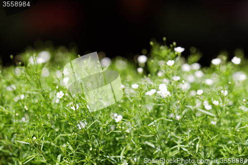 Image of Sweet alyssum