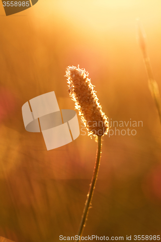 Image of Plant on the sunset