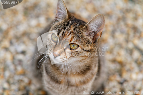Image of Brown cat
