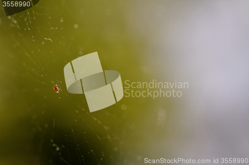 Image of Small spider