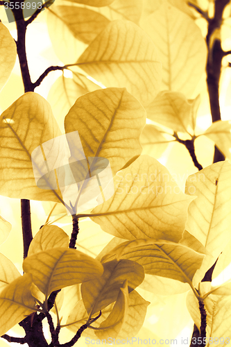 Image of Yellow leaves