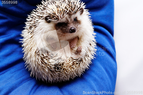 Image of Cute hedgehog