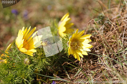 Image of Yellow flower