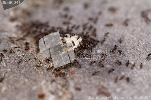 Image of Ants of bread