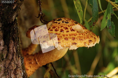 Image of brown tree fungus