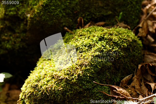 Image of Green moss