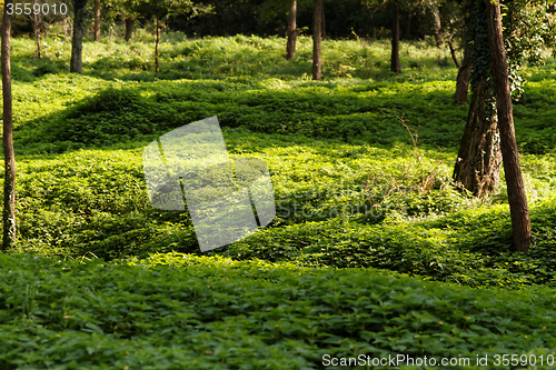 Image of Green park