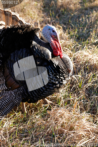 Image of Turkey in nature