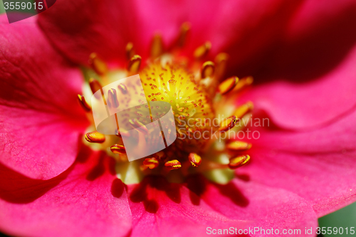 Image of Strawberry flower