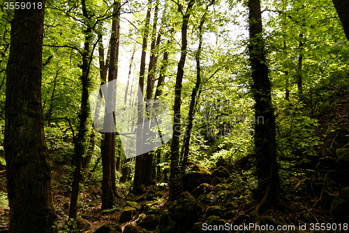 Image of Forest at spring