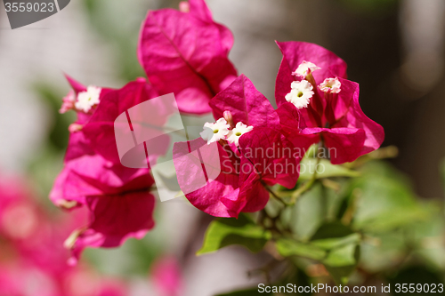 Image of Bougainvillea