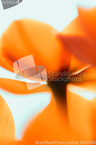 Image of Orange flower