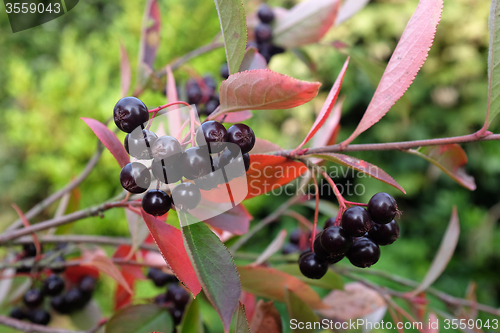 Image of Chokeberry plant with dark red berries