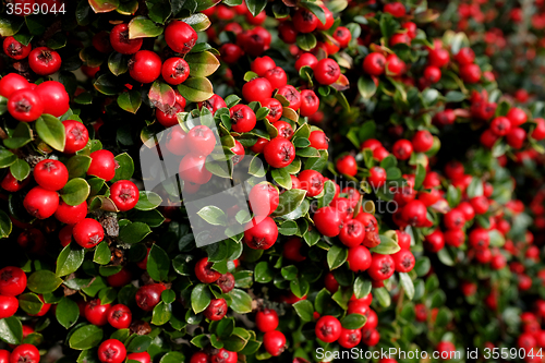 Image of Bright red cotoneaster berries