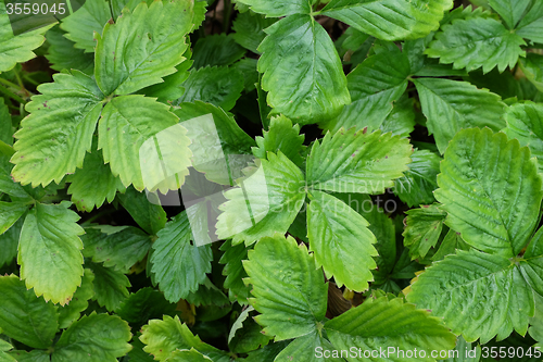 Image of Green strawberry leaves