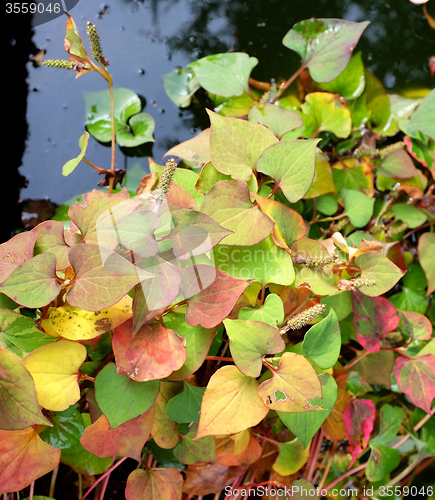 Image of Chameleon plant with variegated fall leaves