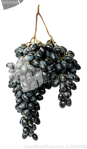 Image of Hangs down a bunch of dark grapes