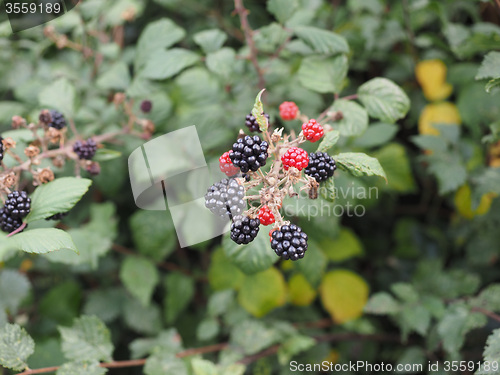 Image of Blackberry fruits