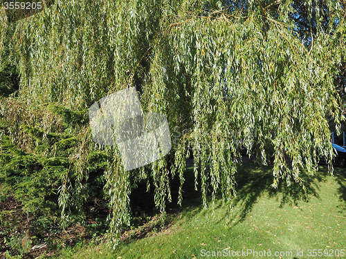 Image of Weeping Willow tree