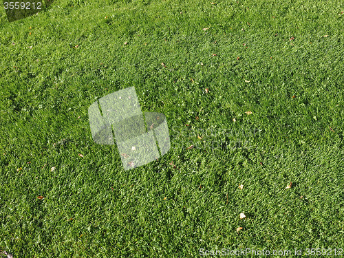 Image of Green grass meadow background